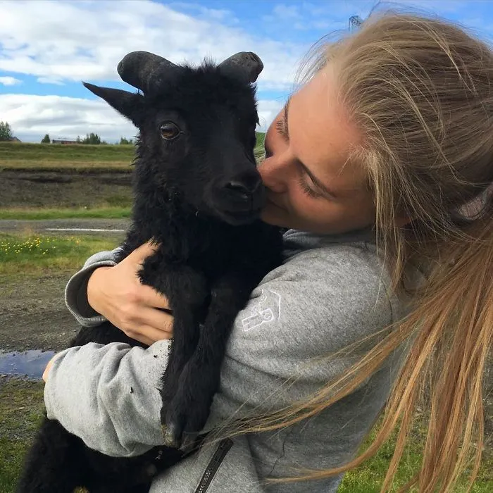 Lambs, Bright Nights And Warm Weather