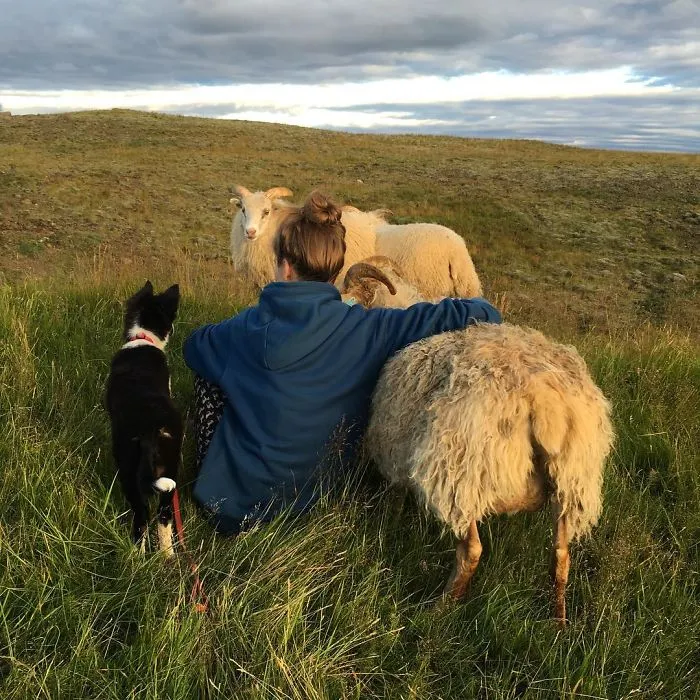Introducing Kvísl To Hrísla And Her Boys