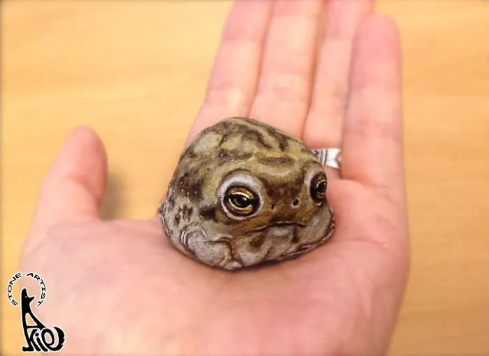 Rana Breviceps Macrops