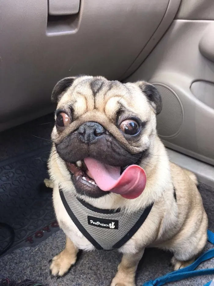 175 Of The Most Adorable Animal Mlems" Ever"
