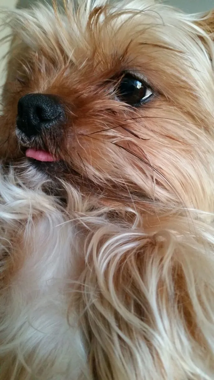 175 Of The Most Adorable Animal Mlems" Ever"