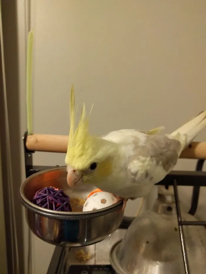 Cockatiel Looks Like Baby Forever.