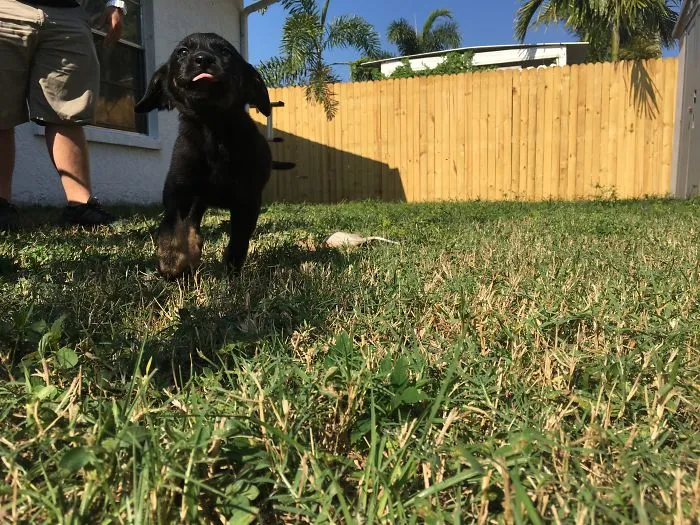 175 Of The Most Adorable Animal Mlems" Ever"