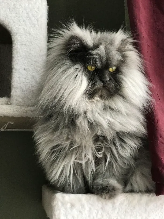 Meet Juno, A Cat Who Is Not Impressed With You