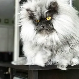 Juno The Angry Cat