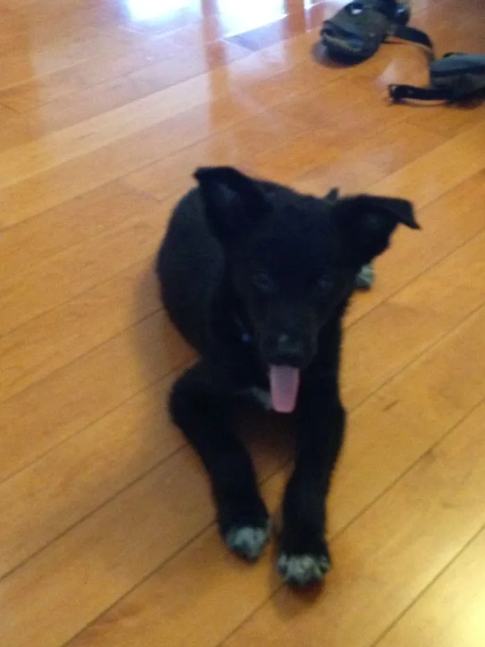 From Puppy To Pooch