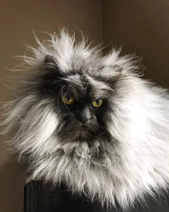 Meet Juno, A Cat Who Is Not Impressed With You