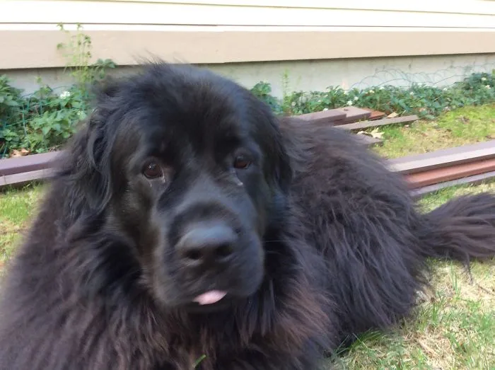 175 Of The Most Adorable Animal Mlems" Ever"