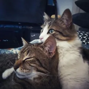Two Stupid Cats