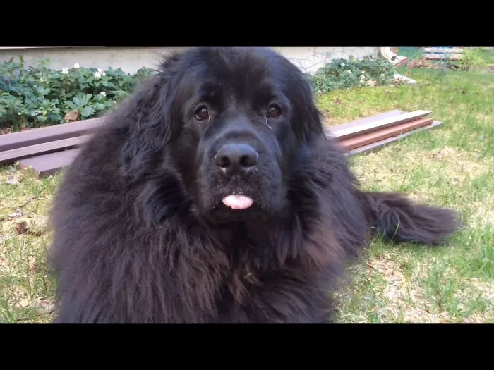 175 Of The Most Adorable Animal Mlems" Ever"