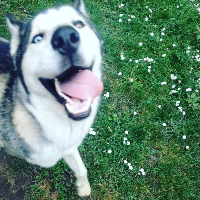 Happy Hachiko