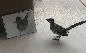 Seymour The Roadrunner