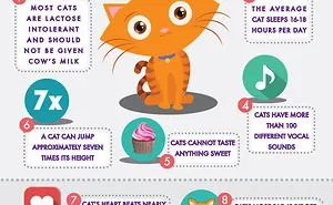 10 Interesting Facts About Cats