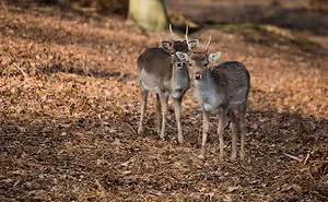 I Went To Knole Park And Photographed Deer
