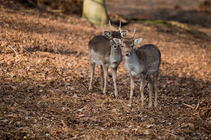 I Went To Knole Park And Photographed Deer