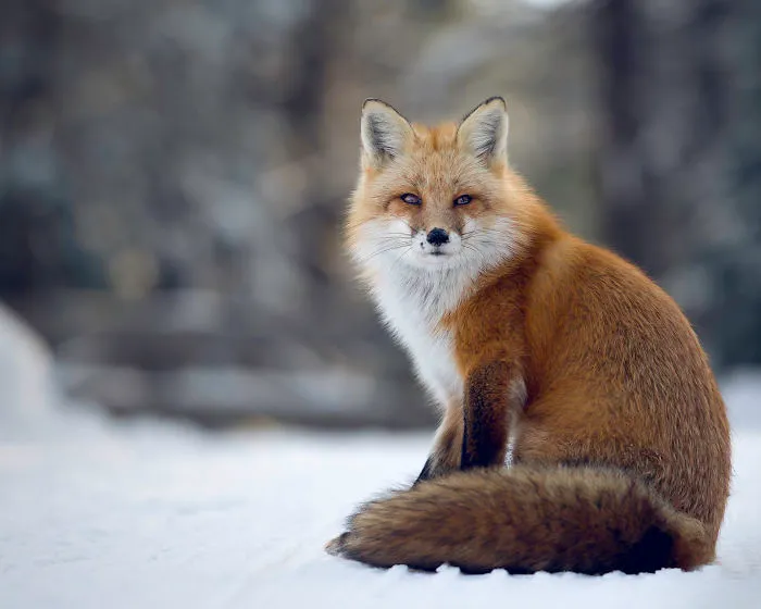 The Fox Poes For Me!