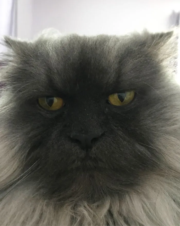 Meet Juno, A Cat Who Is Not Impressed With You