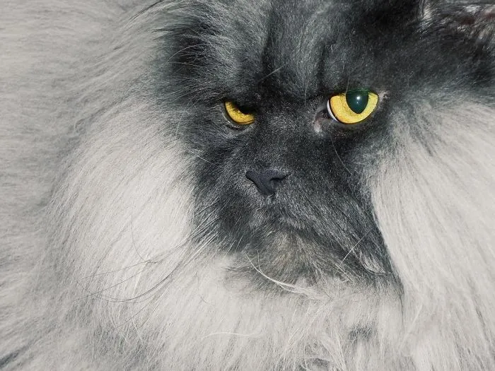 Meet Juno, A Cat Who Is Not Impressed With You