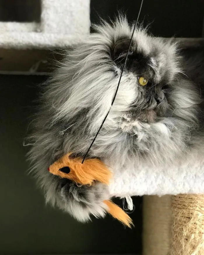 Meet Juno, A Cat Who Is Not Impressed With You