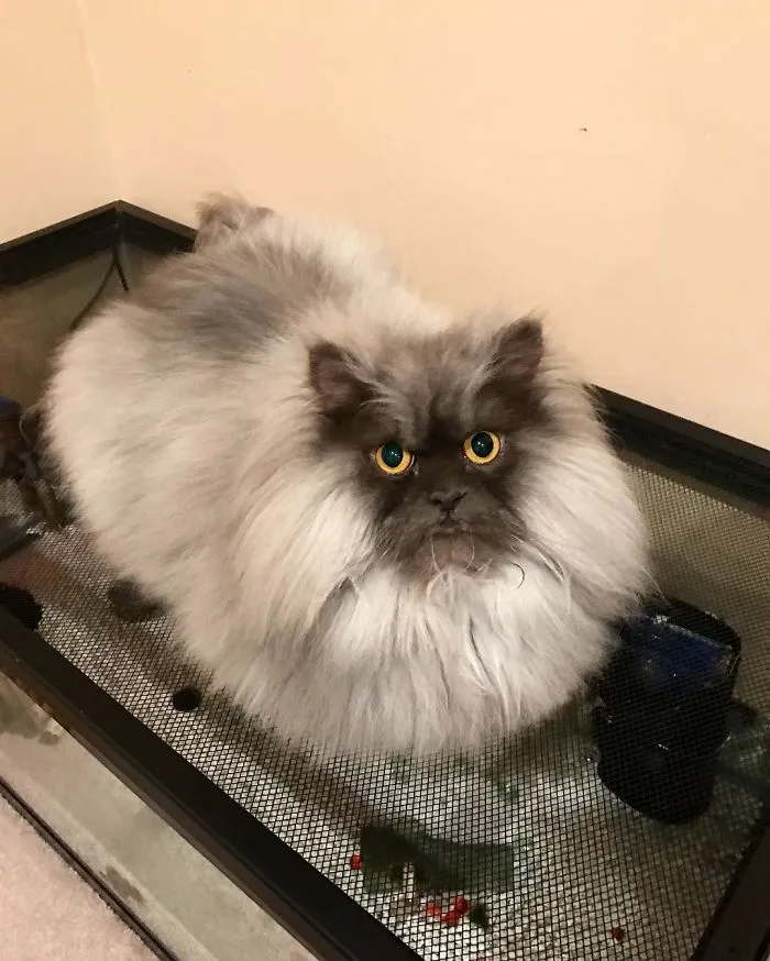 Meet Juno, A Cat Who Is Not Impressed With You