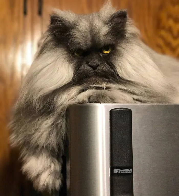 Meet Juno, A Cat Who Is Not Impressed With You