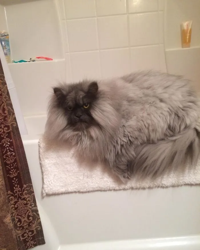 Meet Juno, A Cat Who Is Not Impressed With You