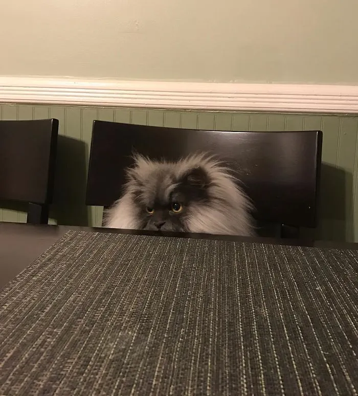Meet Juno, A Cat Who Is Not Impressed With You