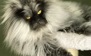 Meet Juno, A Cat Who Is Not Impressed With You