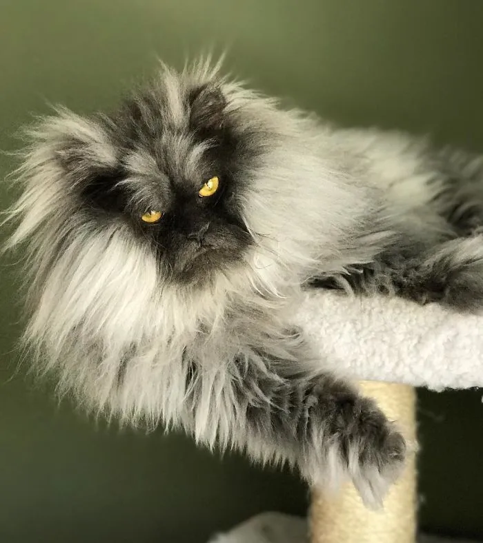 Meet Juno, A Cat Who Is Not Impressed With You