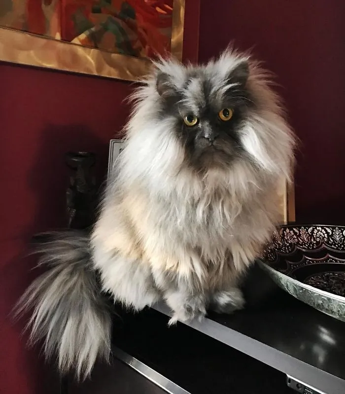 Meet Juno, A Cat Who Is Not Impressed With You
