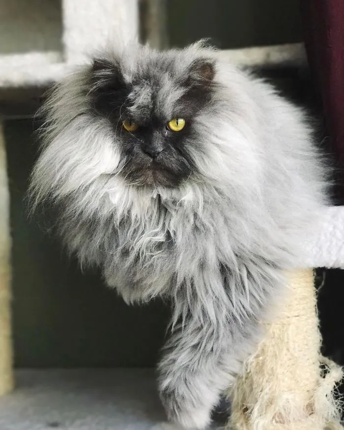 Meet Juno, A Cat Who Is Not Impressed With You