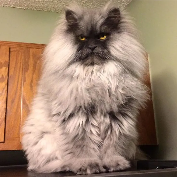 Meet Juno, A Cat Who Is Not Impressed With You