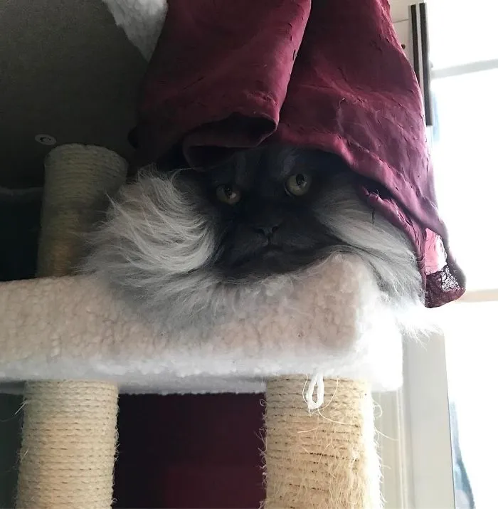 Meet Juno, A Cat Who Is Not Impressed With You