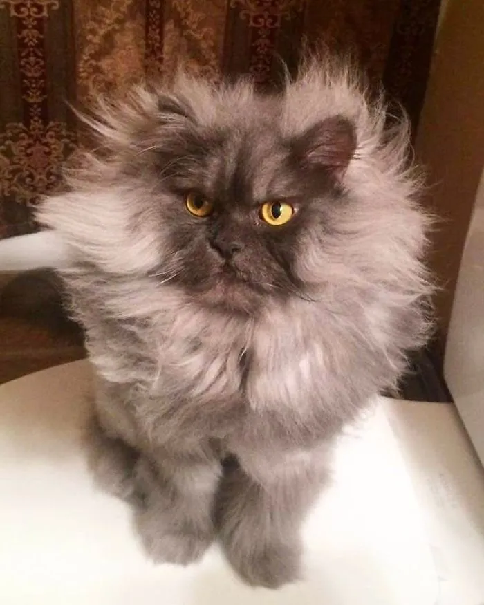 Meet Juno, A Cat Who Is Not Impressed With You
