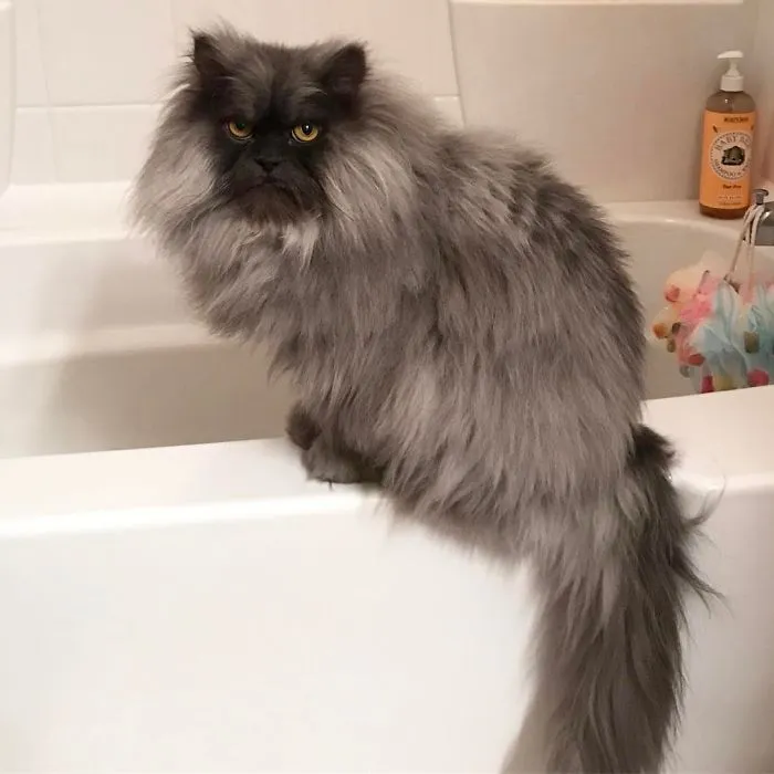 Meet Juno, A Cat Who Is Not Impressed With You