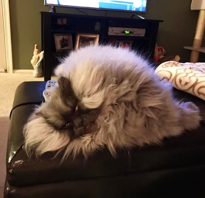 Meet Juno, A Cat Who Is Not Impressed With You