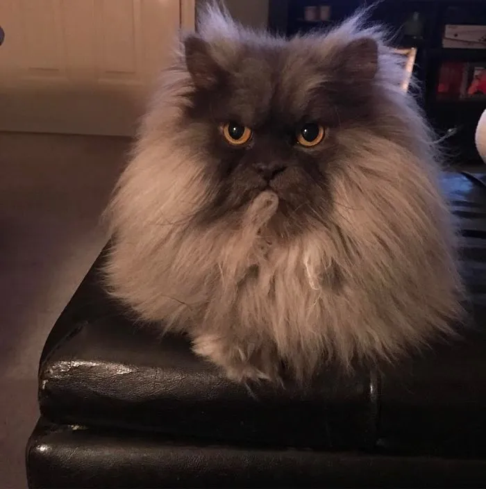 Meet Juno, A Cat Who Is Not Impressed With You