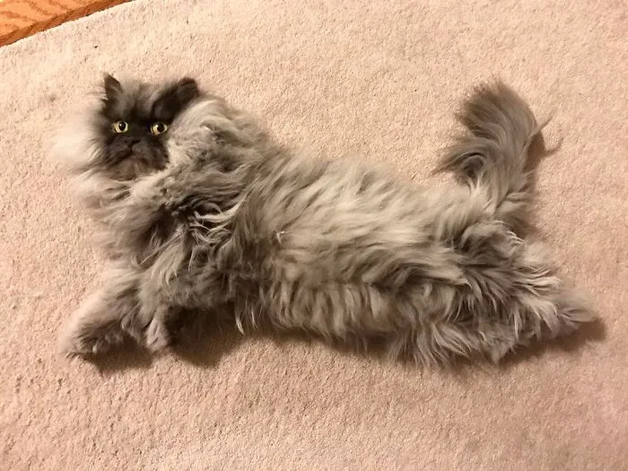 Meet Juno, A Cat Who Is Not Impressed With You