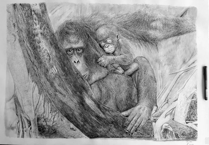 Orangutan Mother & Child