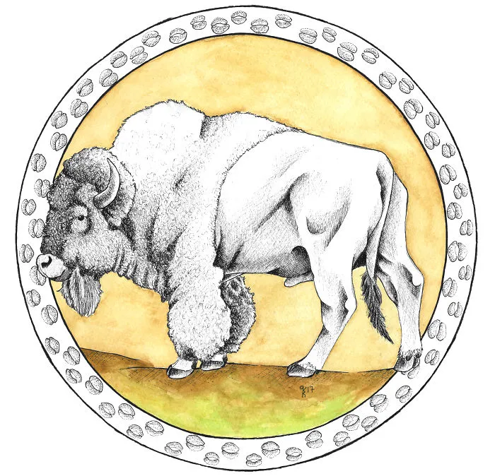 American Bison