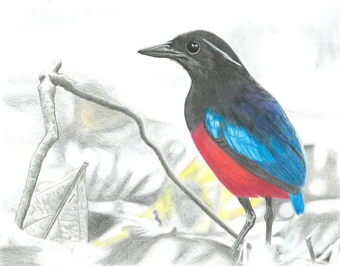 Black Headed Pitta