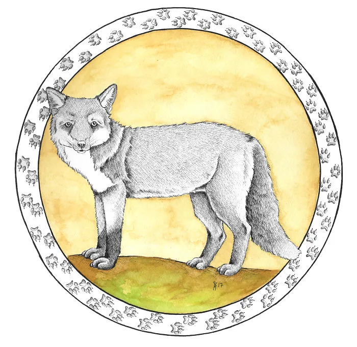 Red Fox