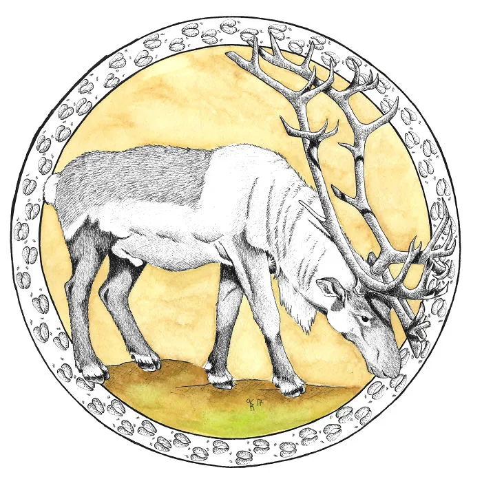 Caribou