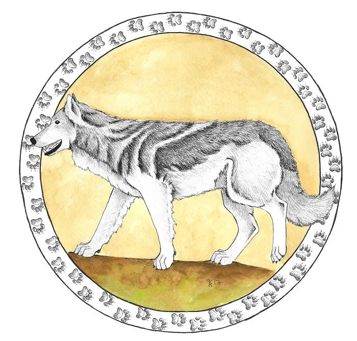 Grey Wolf