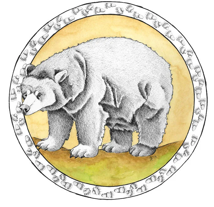 North American Black Bear
