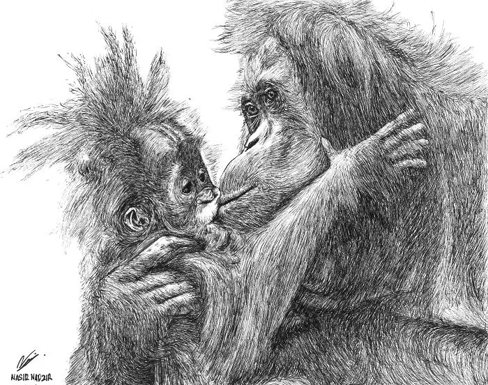 Orangutan