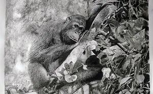 Orang Utan In Deep Thoughts