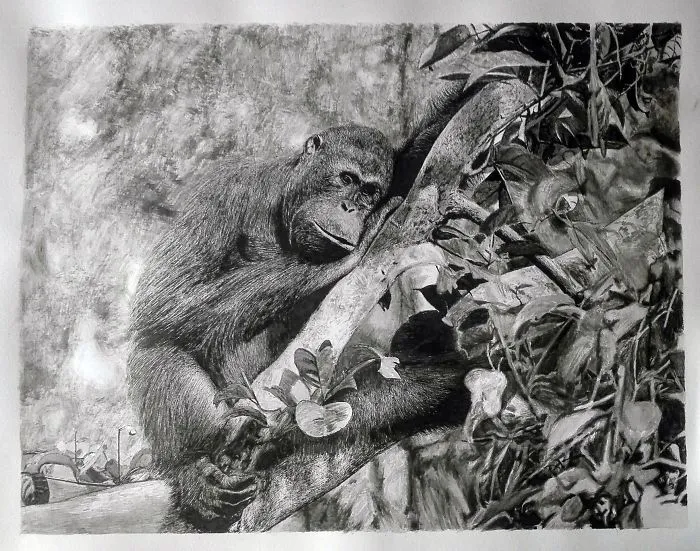 Orang Utan In Deep Thoughts