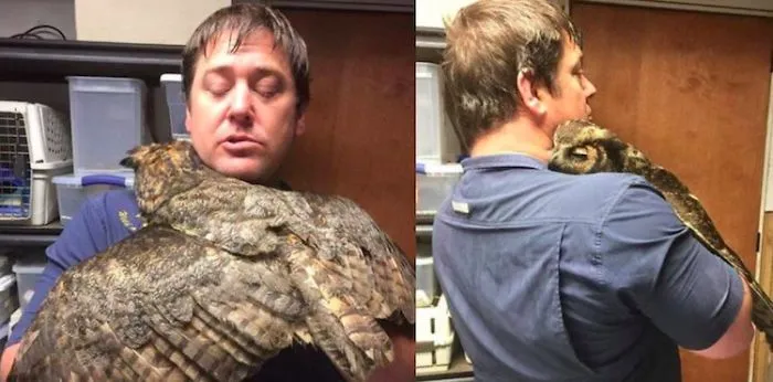 Owl Can't Stop Hugging Man Who Saved Him (so Cute)