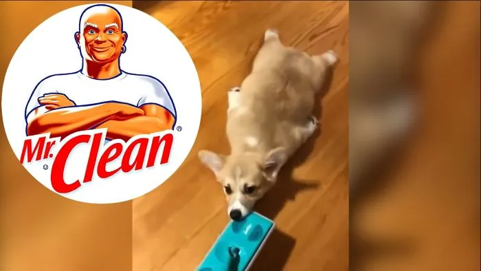 Dog Cleans House Like Mr.clean